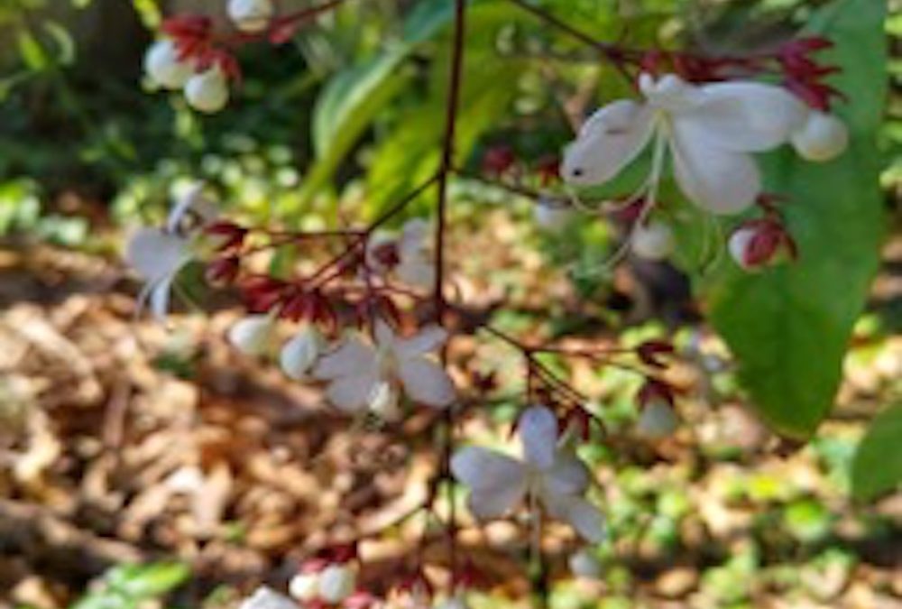 Dear Sombath….from Shui Meng (19)